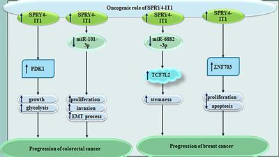 A Review on the Role of SPRY4-IT1 in the Carcinogenesis